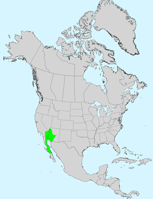 Yellowdome, Trichoptilium incisum: Click image for full size map.